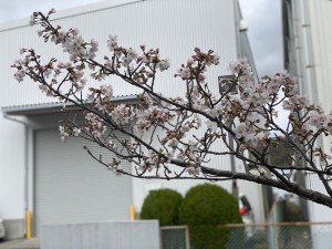 桜