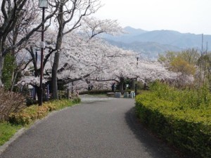 桜1