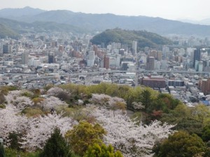 桜2