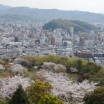 桜2